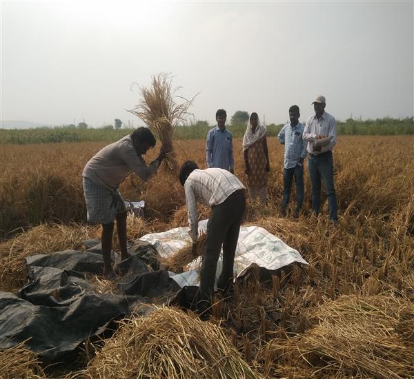 Peddapalli District - Peddapalle Division                                                                                                                                                                                                                  - Crop Cutting Expts.,                                                                                                                                   - Attended PMFBY Paddy supervision along with Directorate staff at Maddiriyala Village of Antargoan  Mandal                                                                                                                                                       - dt.26/11/2019          